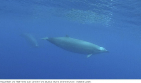 Учени заснеха изключително рядък вид кит (ВИДЕО) - 1