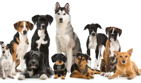 Кинолози не харесват три породи кучета: хъскитата дразнят, боксерите са идиоти, а овчарките - зли - 1