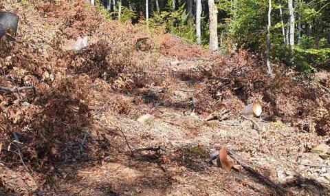 ВАП разследва сеч на вековна гора край Котел - 1