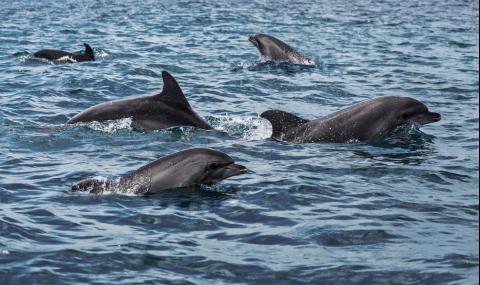 Делфините в Черно море издават, че... - 1