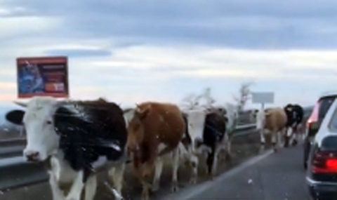 За кравите на магистралите и говедата, отговарящи за обезопасяването им - 1