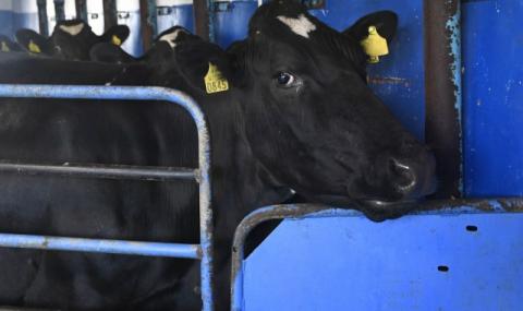 Футболист се оплака: Изнасилиха кравата ми! - 1