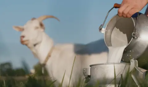 Посочиха удивителна полза от козето мляко - 1