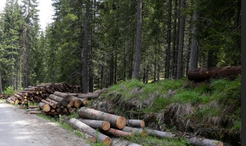 Експерт: Незаконният дърводобив у нас генерира скрити приходи от над 100 милиона лева годишно - 1