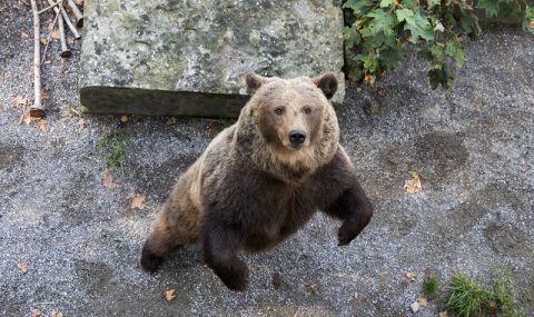 Тревога в Румъния! Опасност за скиорите заради мечка по пистите (ВИДЕО) - 1