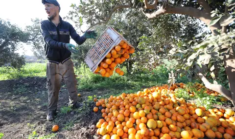 Студовете, след нетипичните горещини, унищожиха плодове за 43 млн. USD - 1