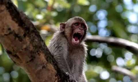 Полицията в Тайланд вече ще преследва маймуни, които създават проблеми - 1