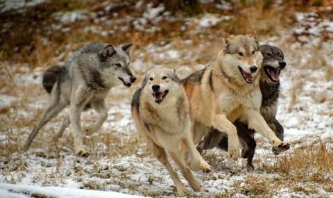 Вълци тормозят жителите на Болярово - 1
