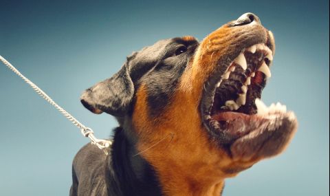 Това са най-опасните породи кучета (ВИДЕО) - 1