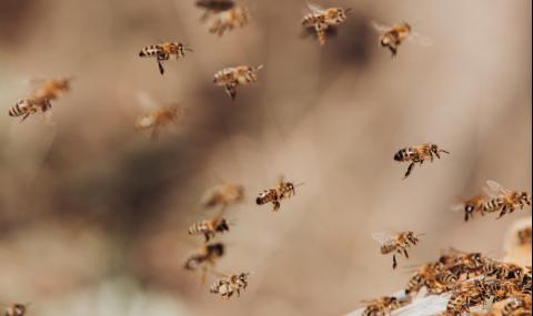 Хиляди пчели превзеха плаж в Джърси (ВИДЕО) - 1