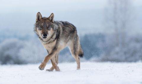 В Словакия: глутници вълци унищожават добитъка - 1