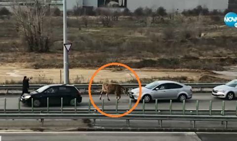 Крава спря движението по столичен булевард - 1