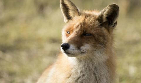 Голфър беше нападнат от... лисица - 1