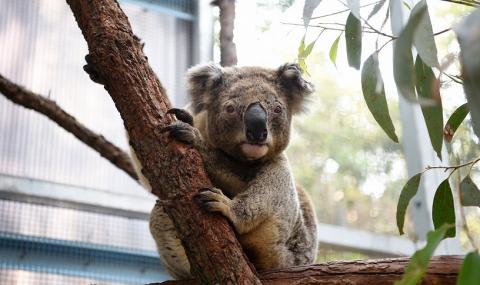 Паника: Десетки австралийски видове изчезват завинаги - 1