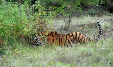 Убиха амурски тигър, защитен от програма на Путин - 1