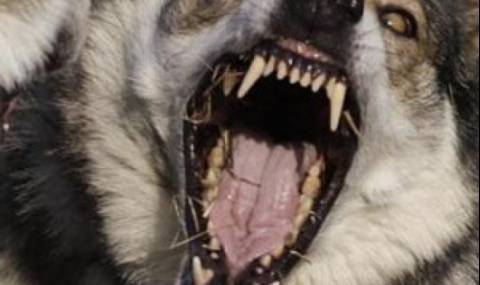 Куче пазач нахапа зверски четирима, сред тях и полицай - 1