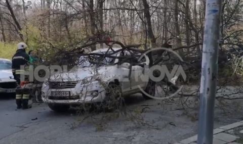 Две дървета паднаха върху кола в София, в автомобила имало дете (ВИДЕО) - 1
