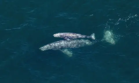 Заради изменението на климата: Сиви китове в Тихия океан се смаляват  - 1