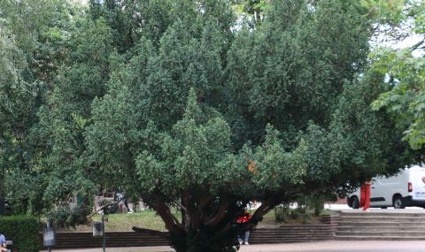Обявиха за защитени три вековни дървета в София  - 1