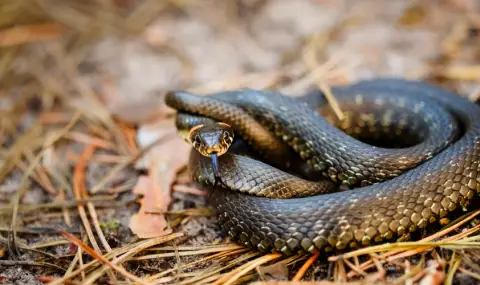 Преоткриха най-малката змия в света, след почти 20 години без наблюдавани индивиди (СНИМКА) - 1