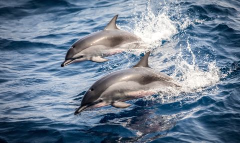 Осем делфина намериха смъртта си, заседнали на бряг край Ню Джърси (СНИМКИ) - 1