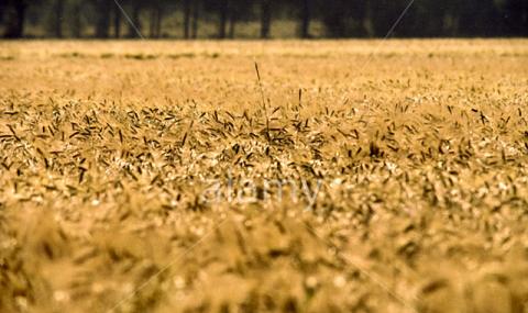 Средната цена на земеделската земя в Плевенско достигна 949 лева за декар - 1