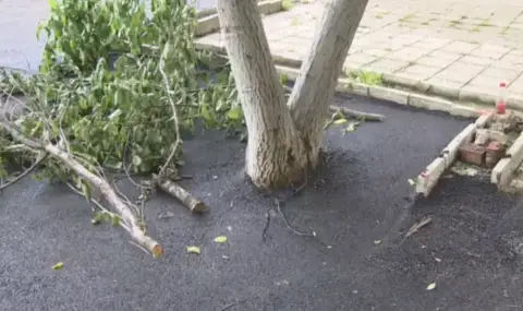 Кой асфалтира дървета в столичния квартал „Мусагеница“?
