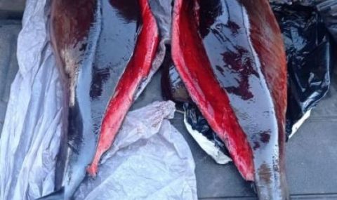 Откриха убити делфини в контейнер в Бургас - 1