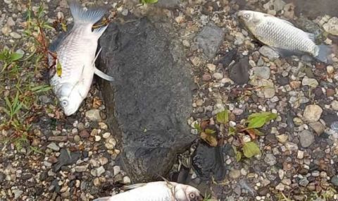  Мъртва риба в р. Ахелой - 1
