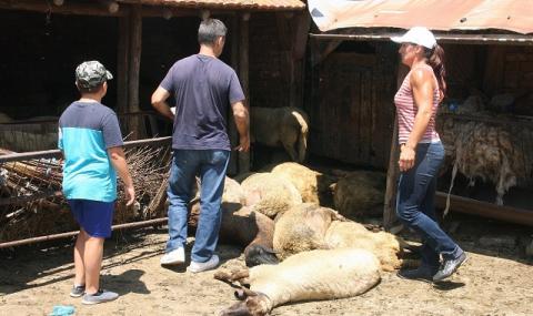 В Турция се притесняват заради заразените животни в Странджа - 1