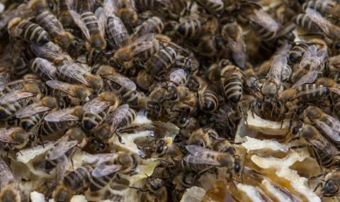 Над 200 пчели нажилиха баба, спасиха я - 1
