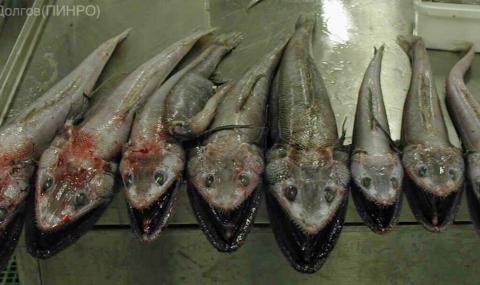 Кошмарни създания от дълбините: находките на един руски рибар (СНИМКИ) - 1