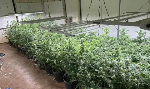 Задържаха варненец, отглеждал марихуана в домашна оранжерия - 1