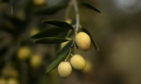 Olive oil prices could rise as fires sweep across Europe - 1
