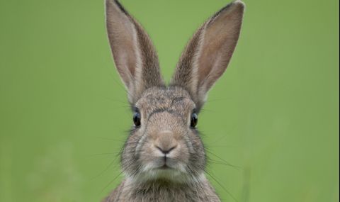 Един дефектен ген и зайците могат да ходят на предни лапи (ВИДЕО) - 1