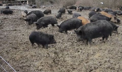 Откриха огнище на Африканска чума по свинете в област Ловеч - 1