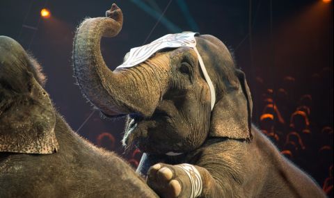 Слонове се биха в цирка в Казан (ВИДЕО) - 1