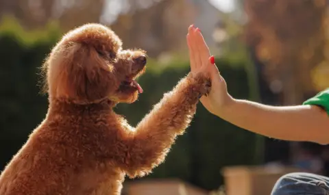 Хората са опитомили кучетата 5000 години по-рано, отколкото се смяташе до сега  - 1