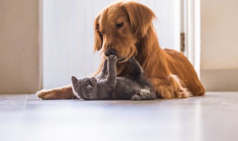 Галенето на куче или котка намалява стреса - 1