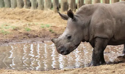 Учени в Южна Африка се борят с бракониерите на носорози с помощта на радиоактивни изотопи (ВИДЕО) - 1