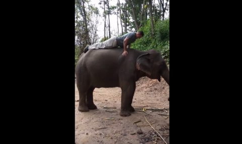 Лицеви опори върху гърба на слон (ВИДЕО) - 1