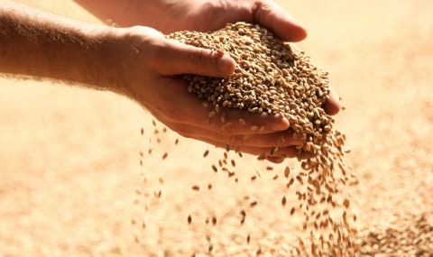 Аржентина ще забави износа на пшеница на фона на сушата - 1