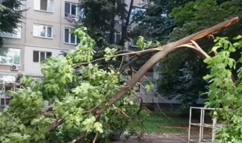 Голям клон от дърво рухна върху детска площадка в София - 1
