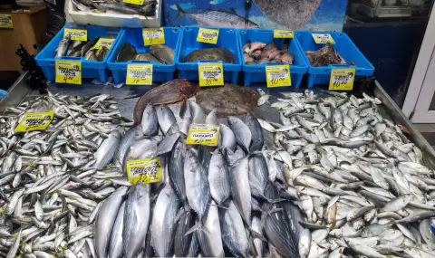 Няма паламуд и сафрид: Черно море става дом за все повече нови обитатели от Средиземно море - 1