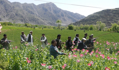 Талибаните се отказват от опиума - 1