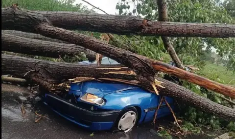 Дърво смаза лек автомобил край Пловдив