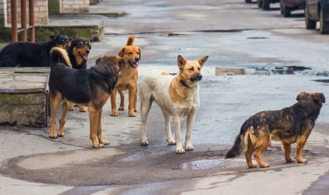 Как Русия решава проблема с бездомните кучета - 1