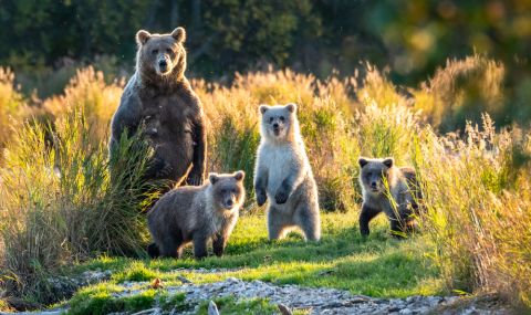 Семейство мечки нахлу в двор, за да поскача на батут (ВИДЕО) - 1