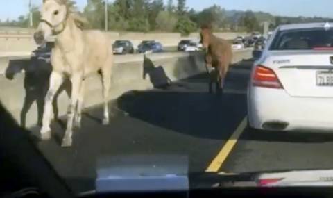 Внимание, коне на магистралата! (ВИДЕО) - 1