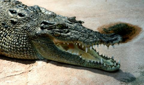Човешки останки бяха намерени в крокодил - 1